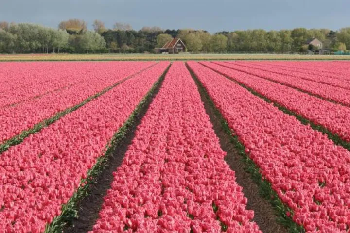 natuurhuisjes.jpg